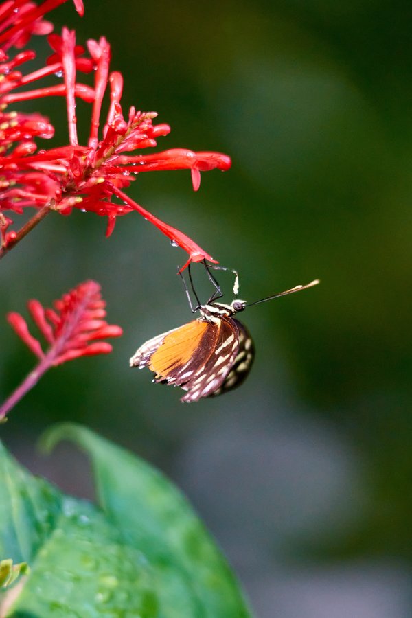 Lepidoptera, Krefeld (DE) -- 2023 -- 0114