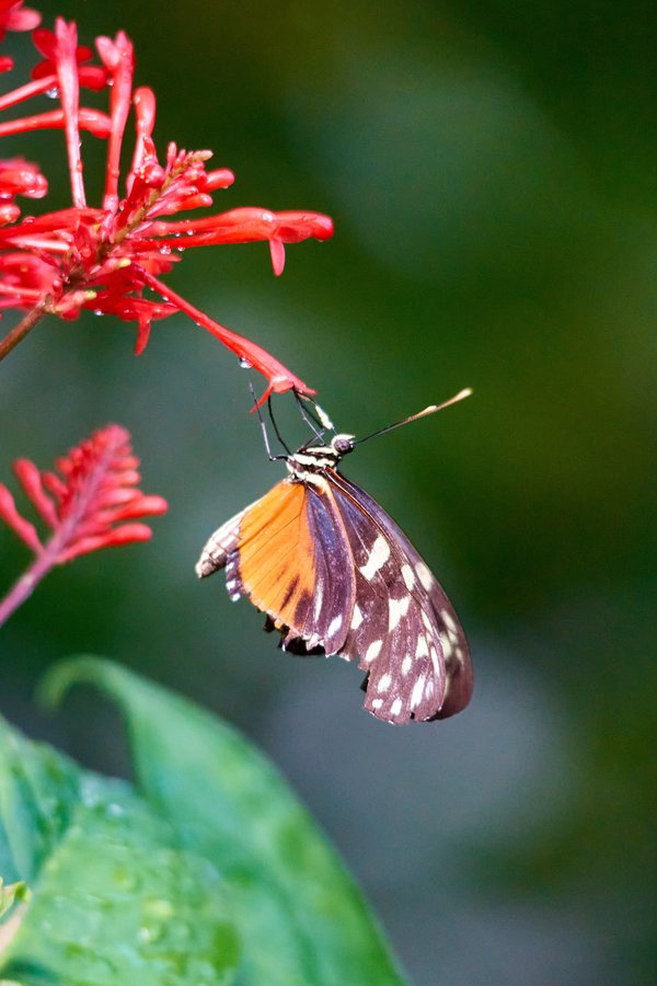 Lepidoptera, Krefeld (DE) -- 2023 -- 0119