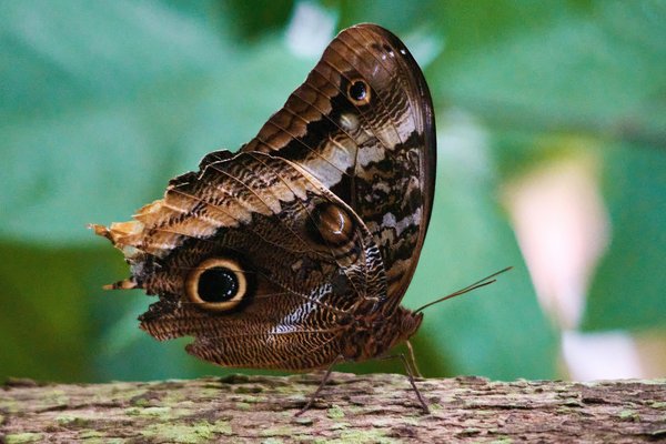 Caligo, Krefeld (DE) -- 2023 -- 0121B