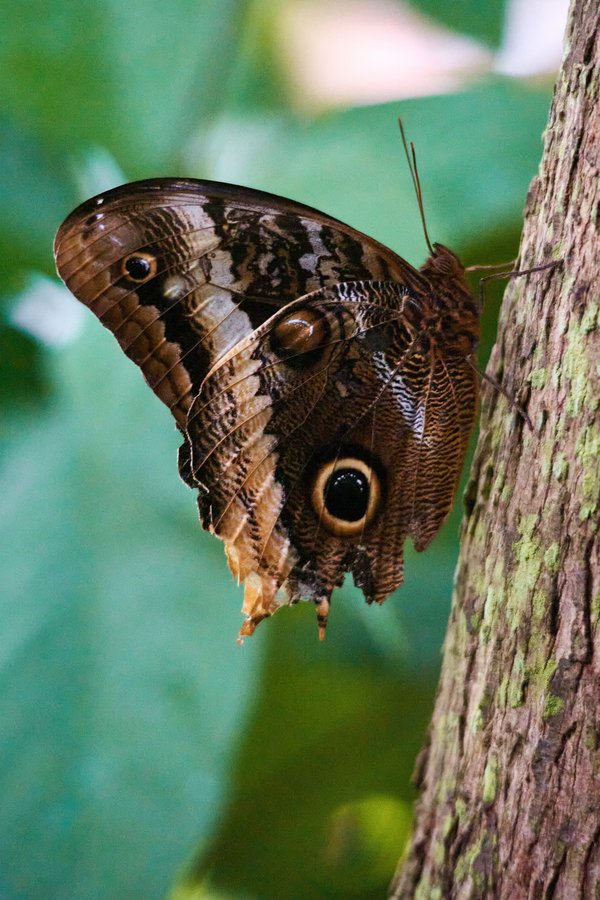 Caligo, Krefeld (DE) -- 2023 -- 0121