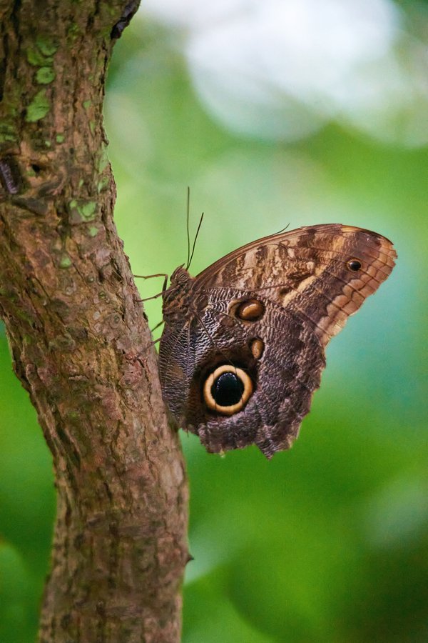 Caligo, Krefeld (DE) -- 2023 -- 0132