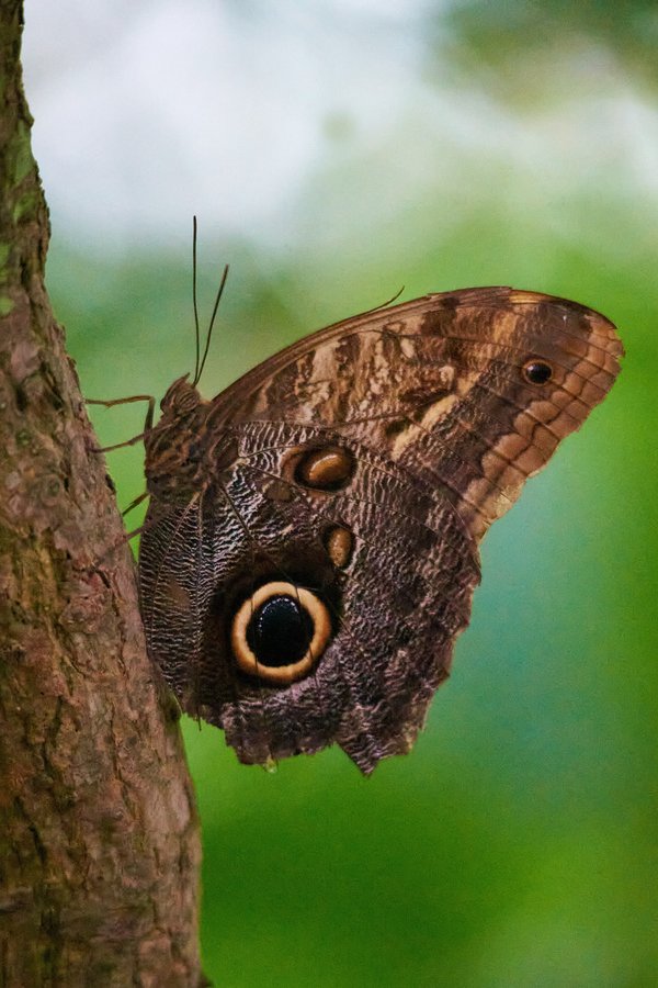 Caligo, Krefeld (DE) -- 2023 -- 0136