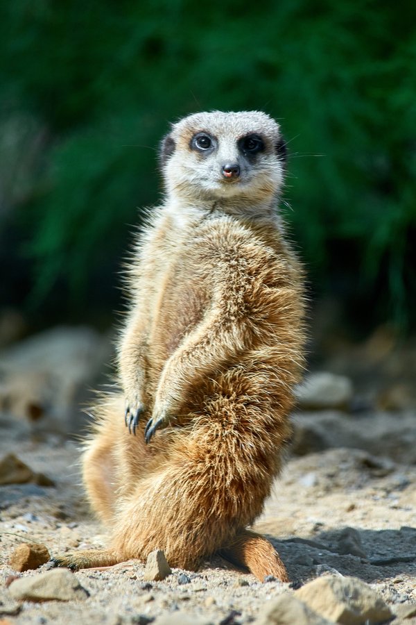 Suricata suricatta, Krefeld (DE) -- 2023 -- 0149
