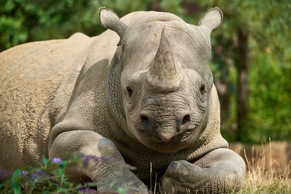 Diceros bicornis, Krefeld (DE) -- 2023 -- 0197