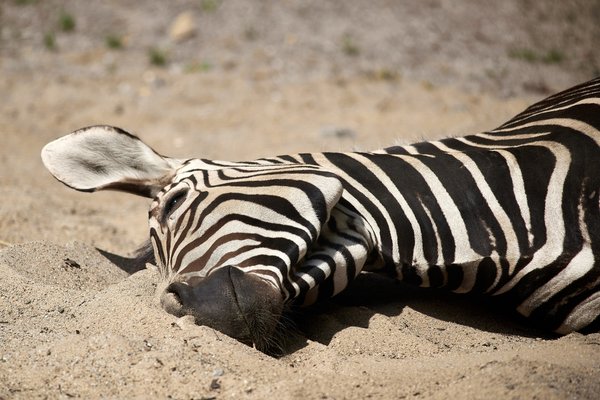 Equus zebra hartmannae, Krefeld (DE) -- 2023 -- 0215