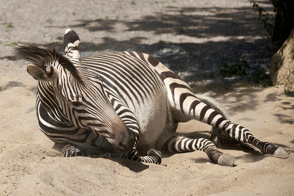 Equus zebra hartmannae, Krefeld (DE) -- 2023 -- 0221