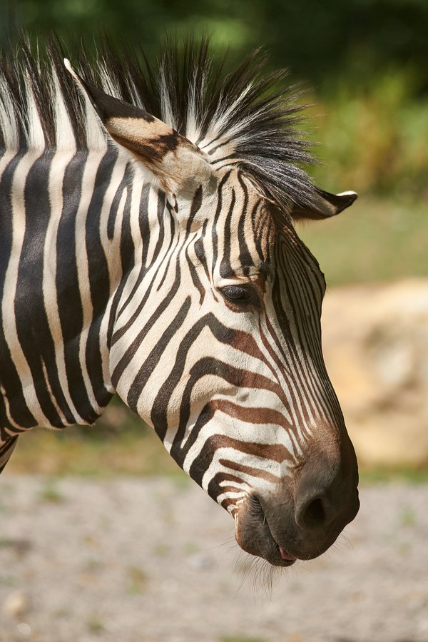 Equus zebra hartmannae, Krefeld (DE) -- 2023 -- 0230