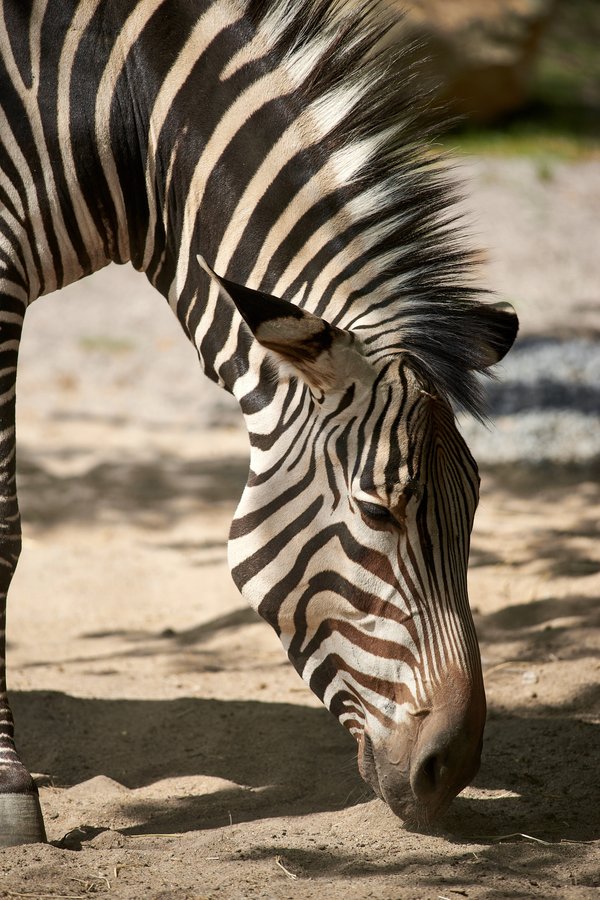 Equus zebra hartmannae, Krefeld (DE) -- 2023 -- 0234