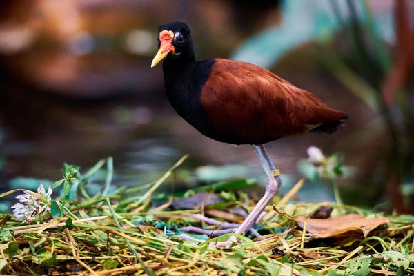 J. jacana, Krefeld (DE) -- 2023 -- 0239