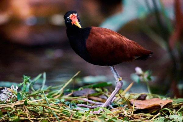 J. jacana, Krefeld (DE) -- 2023 -- 0240