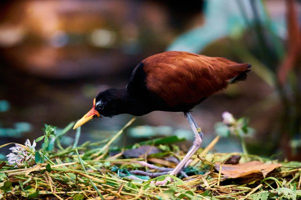 J. jacana, Krefeld (DE) -- 2023 -- 0243