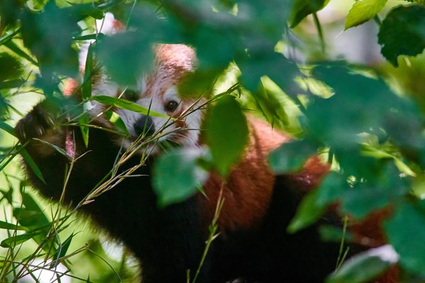 Ailurus fulgens, Krefeld (DE) -- 2023 -- 0258