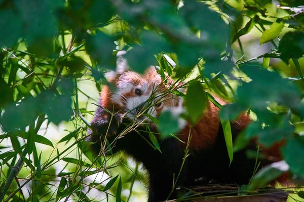 Ailurus fulgens, Krefeld (DE) -- 2023 -- 0264