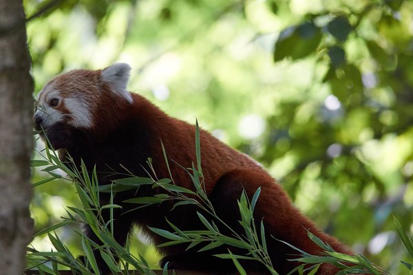 Ailurus fulgens, Krefeld (DE) -- 2023 -- 0297