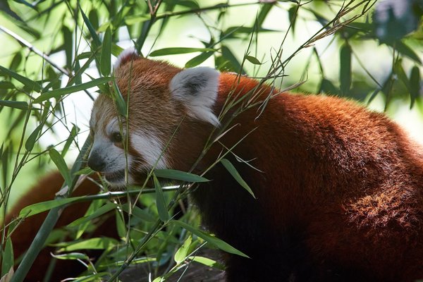Ailurus fulgens, Krefeld (DE) -- 2023 -- 0304