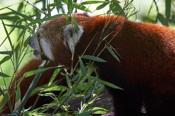 Ailurus fulgens, Krefeld (DE) -- 2023 -- 0305