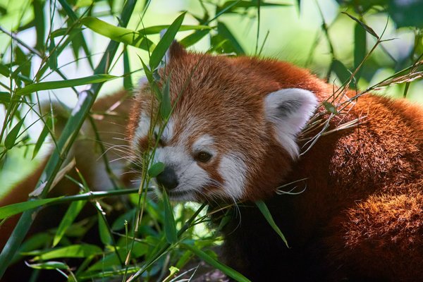 Ailurus fulgens, Krefeld (DE) -- 2023 -- 0306