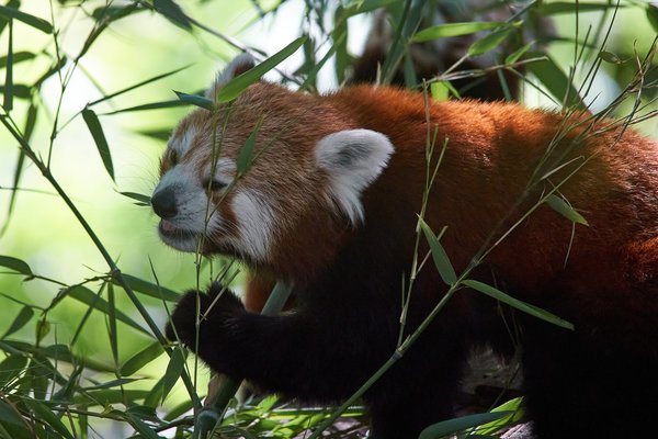 Ailurus fulgens, Krefeld (DE) -- 2023 -- 0316