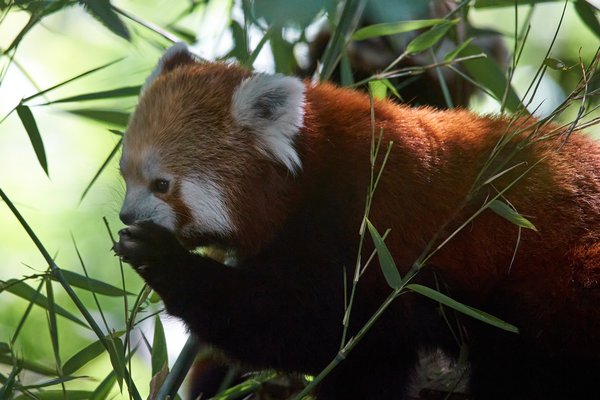 Ailurus fulgens, Krefeld (DE) -- 2023 -- 0317