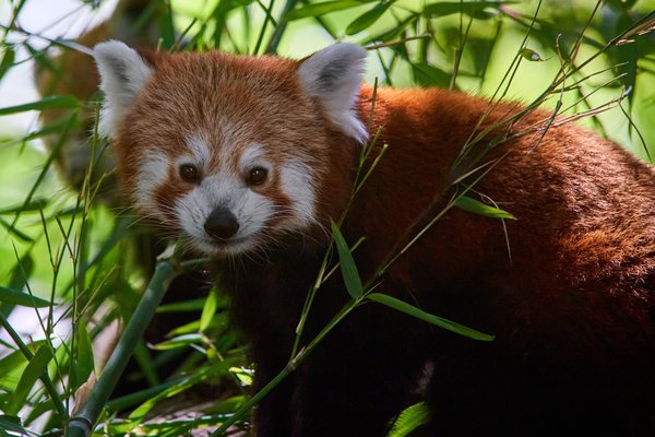 Ailurus fulgens, Krefeld (DE) -- 2023 -- 0324