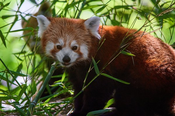 Ailurus fulgens, Krefeld (DE) -- 2023 -- 0325