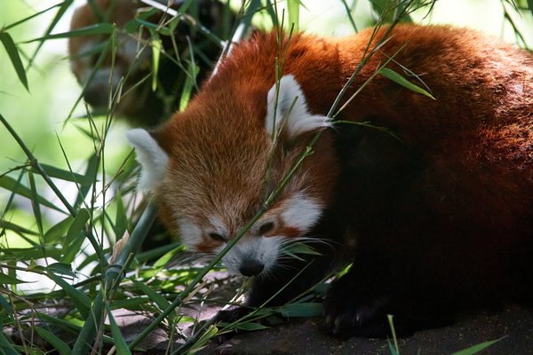 Ailurus fulgens, Krefeld (DE) -- 2023 -- 0330