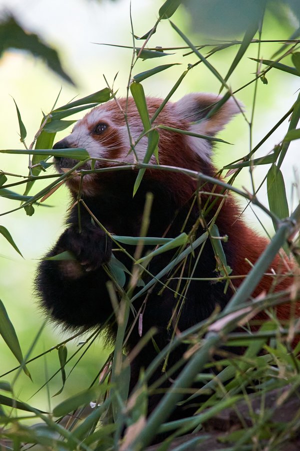 Ailurus fulgens, Krefeld (DE) -- 2023 -- 0347