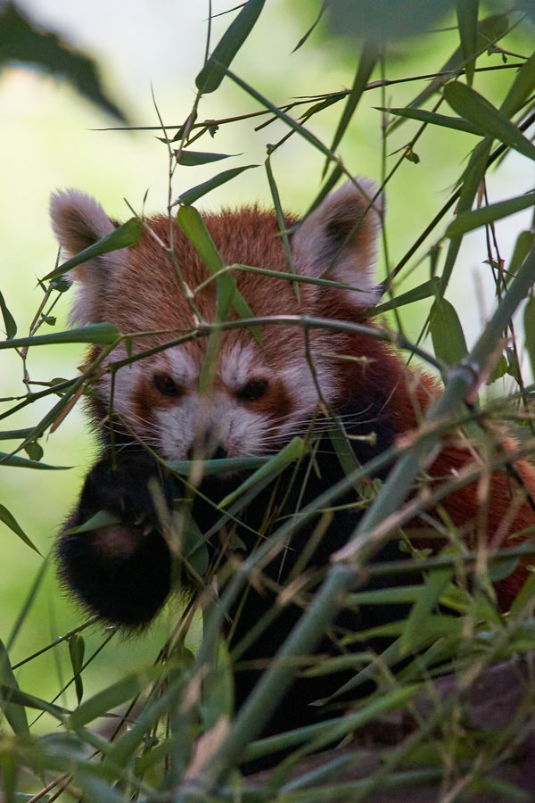 Ailurus fulgens, Krefeld (DE) -- 2023 -- 0351