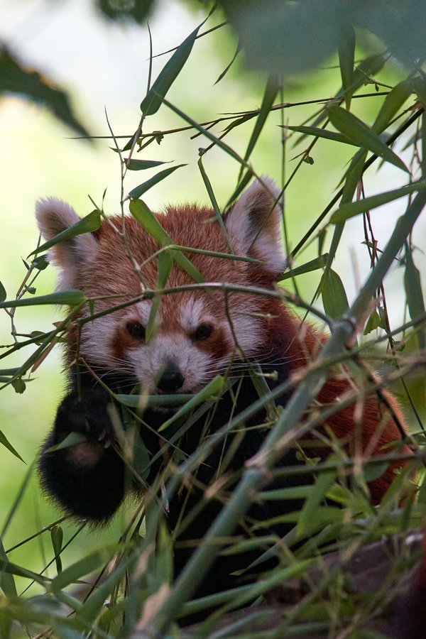 Ailurus fulgens, Krefeld (DE) -- 2023 -- 0353