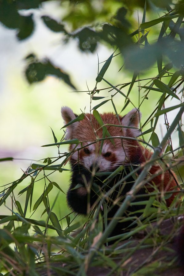 Ailurus fulgens, Krefeld (DE) -- 2023 -- 0355