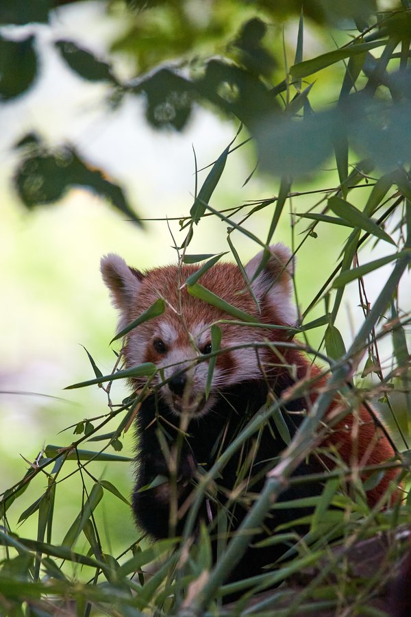 Ailurus fulgens, Krefeld (DE) -- 2023 -- 0357
