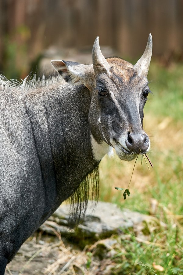 Boselaphus tragocamelus, Krefeld (DE) -- 2023 -- 0408