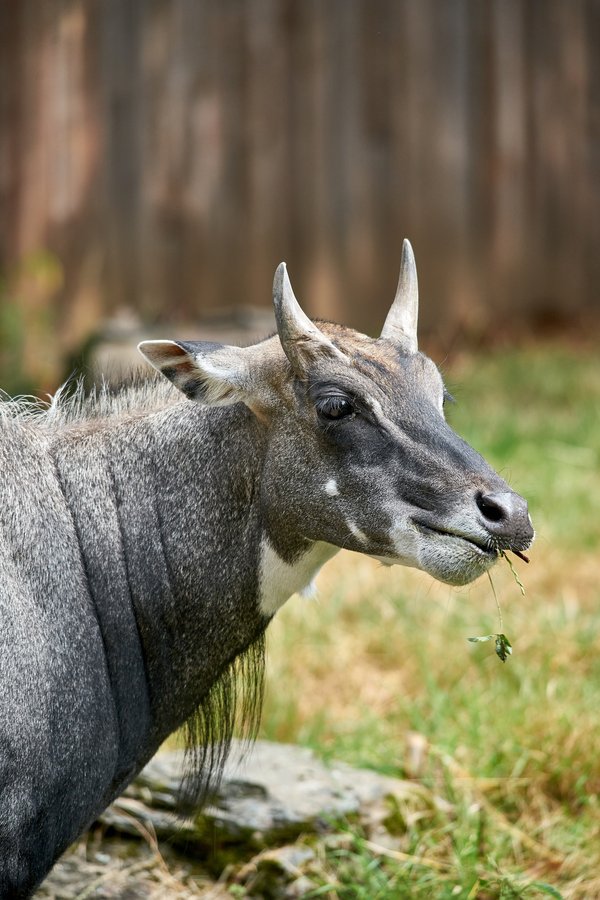 Boselaphus tragocamelus, Krefeld (DE) -- 2023 -- 0415