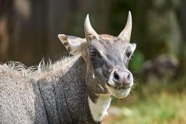 Boselaphus tragocamelus, Krefeld (DE) -- 2023 -- 0419