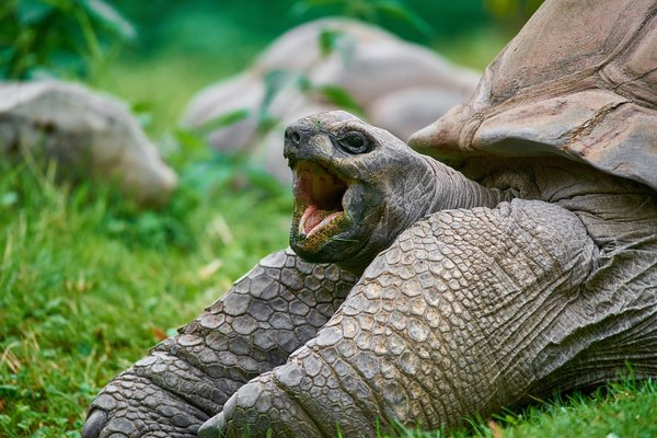 Aldabrachelys gigantea, Krefeld (DE) -- 2023 -- 0428