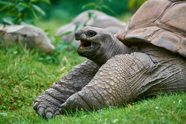 Aldabrachelys gigantea, Krefeld (DE) -- 2023 -- 0431