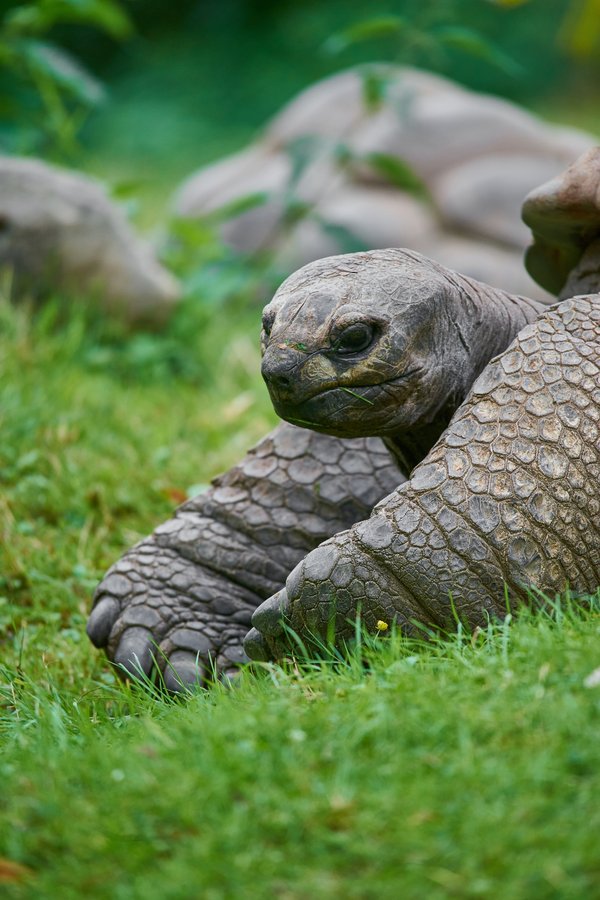Aldabrachelys gigantea, Krefeld (DE) -- 2023 -- 0435