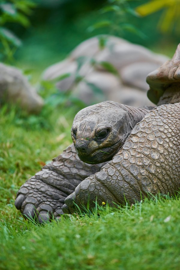 Aldabrachelys gigantea, Krefeld (DE) -- 2023 -- 0438