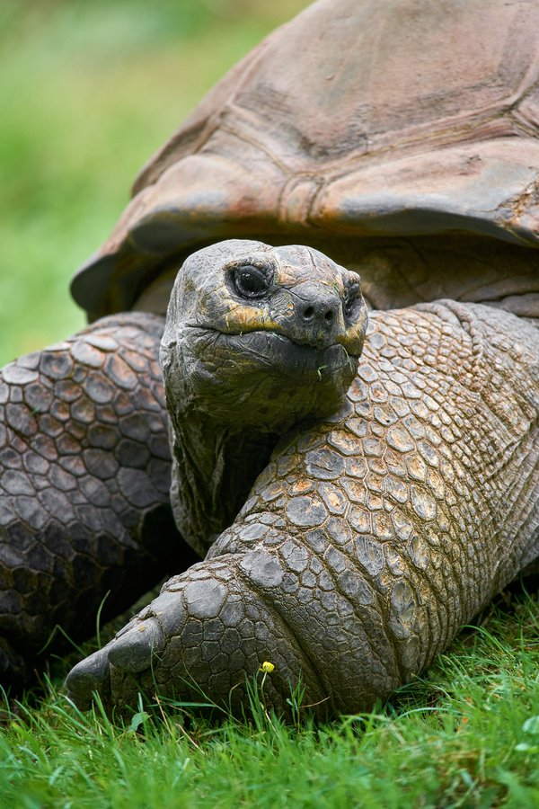 Aldabrachelys gigantea, Krefeld (DE) -- 2023 -- 0444