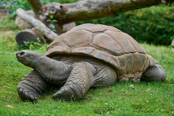 Aldabrachelys gigantea, Krefeld (DE) -- 2023 -- 0447
