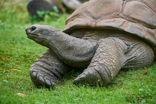Aldabrachelys gigantea, Krefeld (DE) -- 2023 -- 0448