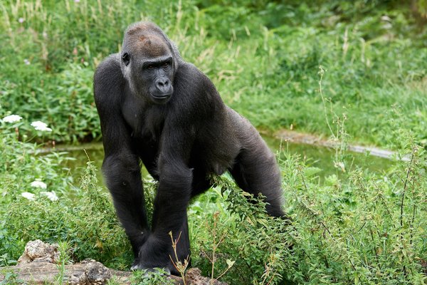 G. g. gorilla, Krefeld (DE) -- 2023 -- 0462