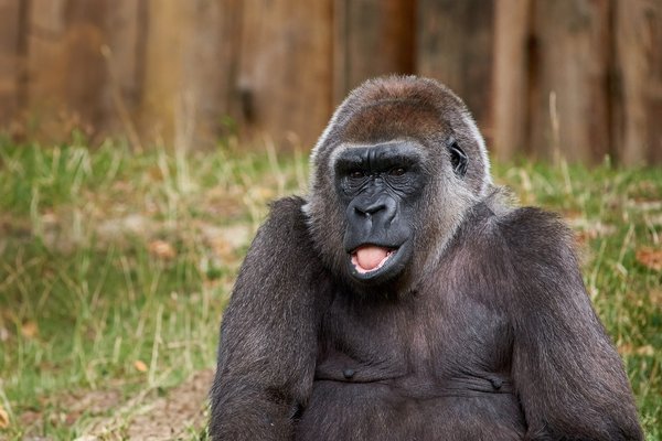 G. g. gorilla, Krefeld (DE) -- 2023 -- 0465