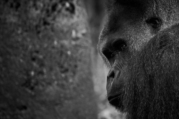 G. g. gorilla, Krefeld (DE) -- 2023 -- 0466