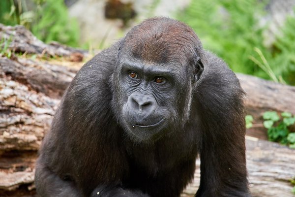 G. g. gorilla, Krefeld (DE) -- 2023 -- 0480