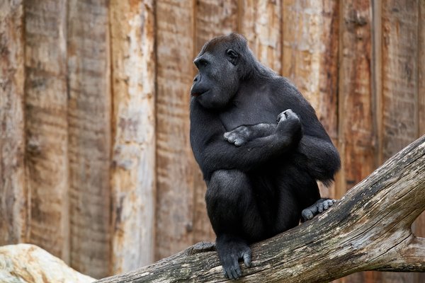 G. g. gorilla, Krefeld (DE) -- 2023 -- 0484