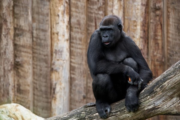 G. g. gorilla, Krefeld (DE) -- 2023 -- 0486