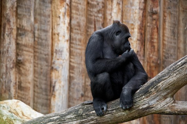 G. g. gorilla, Krefeld (DE) -- 2023 -- 0487