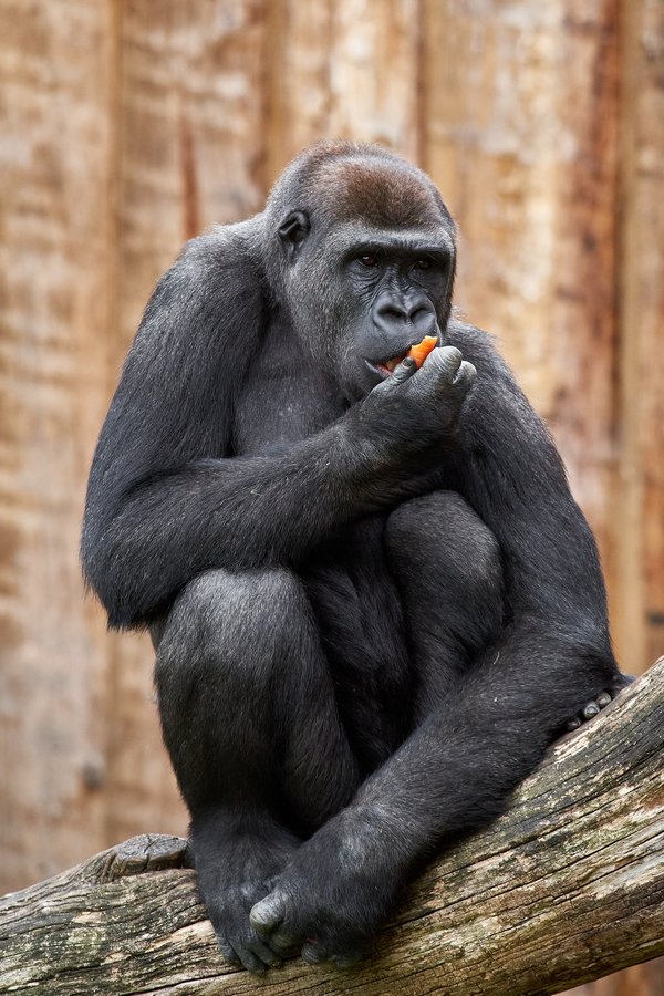G. g. gorilla, Krefeld (DE) -- 2023 -- 0490