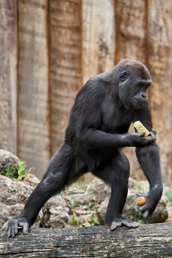 G. g. gorilla, Krefeld (DE) -- 2023 -- 0496